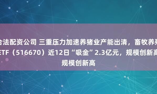 合法配资公司 三重压力加速养猪业产能出清，畜牧养殖ETF（516670）近12日“吸金”2.3亿元，规模创新高