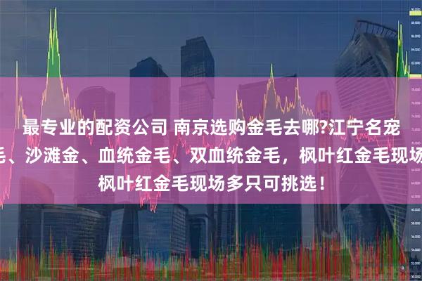 最专业的配资公司 南京选购金毛去哪?江宁名宠基地奶油金毛、沙滩金、血统金毛、双血统金毛，枫叶红金毛现场多只可挑选！